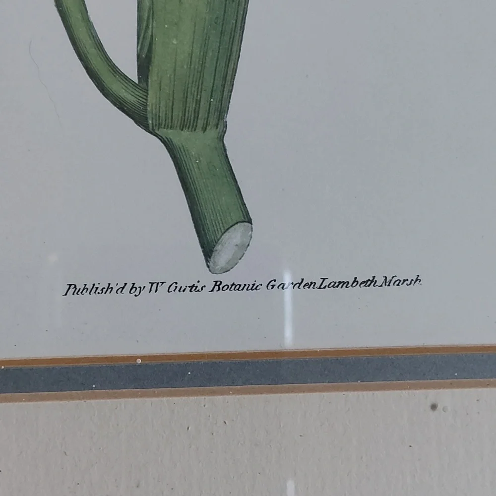 Orchid Botanical Framed Print